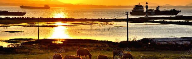 夕阳下湖边放养的牛群背景