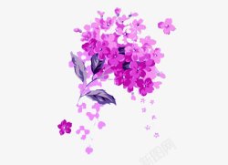 紫金花紫色洋红紫金花高清图片