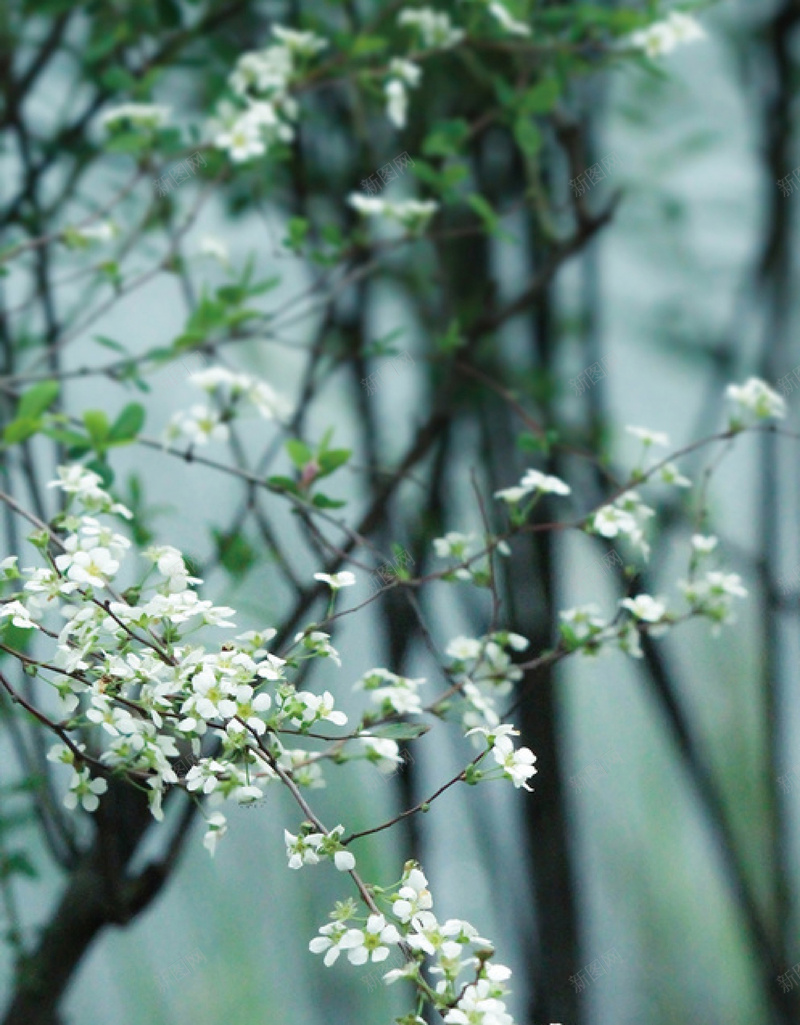 梦幻春分花卉矢量背景ai设计背景_新图网 https://ixintu.com 中国风 传统 春分 梦幻 海报 矢量 背景素材 节日 花卉 矢量图