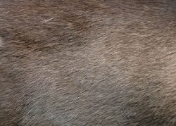 灰色毛皮灰色动物毛皮摄影高清图片