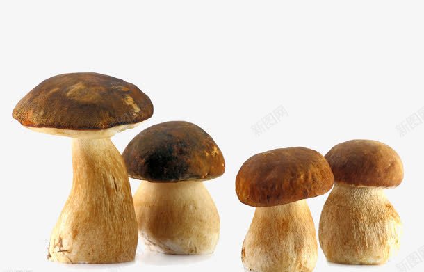 大头蘑菇png免抠素材_新图网 https://ixintu.com 大头 真菌 蘑菇 香菇