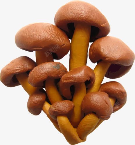 树菇png免抠素材_新图网 https://ixintu.com 塑造 橡皮泥 蘑菇