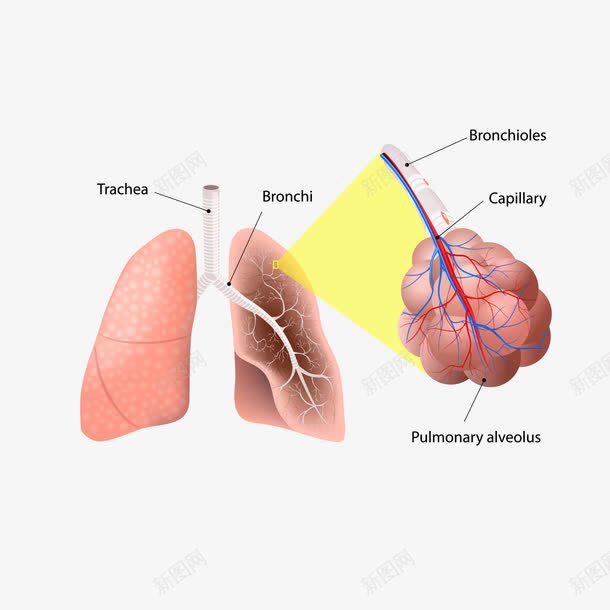卡通人体肺脏血管png免抠素材_新图网 https://ixintu.com 人体器官 医学 医疗 卡通 肺脏 肺脏血管 血管 血管图案 血管矢量图