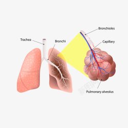肺脏卡通人体肺脏血管高清图片