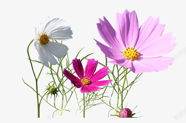 花朵装饰图png免抠素材_新图网 https://ixintu.com 绿色植物装饰彩色小花