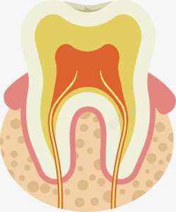卡通牙齿结构图矢量图素材