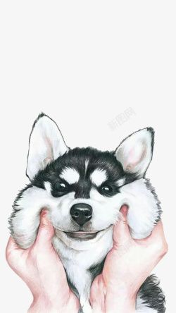 可爱狗狗素材