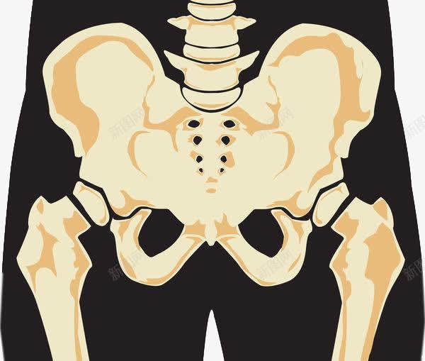 插图骨盆及关节png免抠素材_新图网 https://ixintu.com 关节 医学 尾骨 骨 骨头 骨盆 髋骨