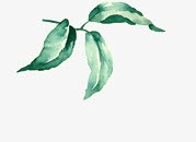 绿色水彩植物树叶png免抠素材_新图网 https://ixintu.com 树叶 植物 水彩 绿色 设计