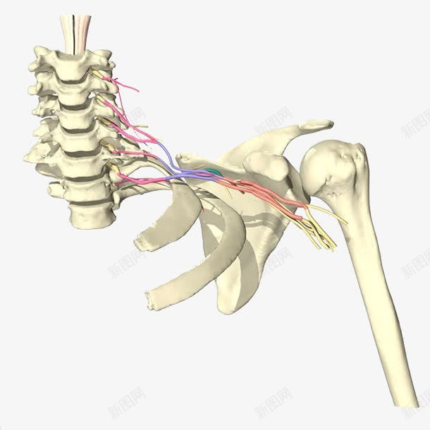 手绘骨骼结构图png免抠素材_新图网 https://ixintu.com 神经 血管 骨 骨头 骨质 骨骼 骨骼结构图 骨髓