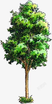手绘室外高大绿树素材