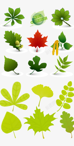不同种类的叶子不同植物叶子矢量图高清图片