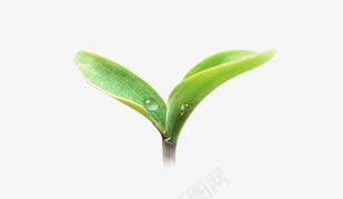 嫩芽png免抠素材_新图网 https://ixintu.com 嫩芽 植物 绿色植物