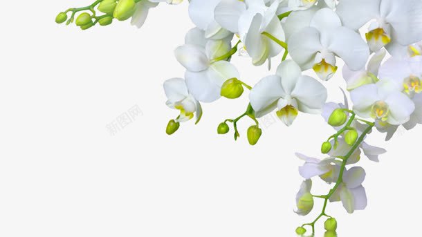 白色花朵上边框装饰png免抠素材_新图网 https://ixintu.com 图片 白色 花朵 装饰 边框