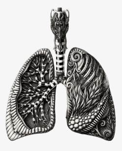 肺部血管彩色插画肺部器官插画创意高清图片