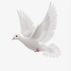 白色鸽子白色和平飞鸽高清图片
