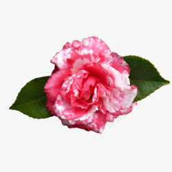 一朵粉红色的山茶花摄影素材