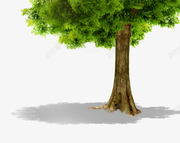 一棵大树psd免抠素材_新图网 https://ixintu.com 一棵大树图 树木 绿色植物