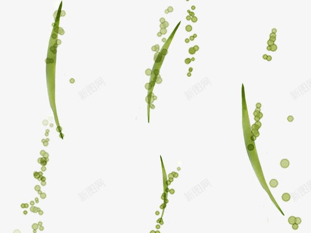 绿色水泡植物png免抠素材_新图网 https://ixintu.com 植物 水彩画 水泡 绿色 装饰边缘