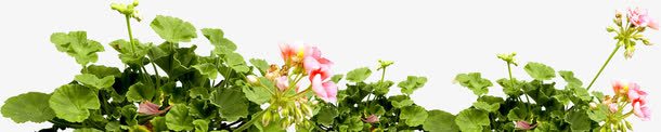 绿色清新春天美景花朵植物png免抠素材_新图网 https://ixintu.com 春天 植物 清新 绿色 美景 花朵