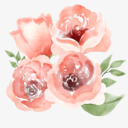 4朵水彩绘4朵粉色玫瑰花高清图片