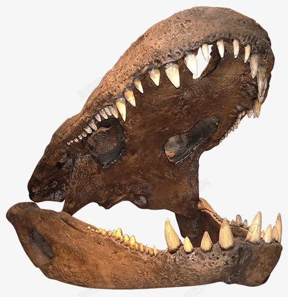 恐龙牙齿骨胳png免抠素材_新图网 https://ixintu.com 动物 恐龙 牙齿 食肉 骨胳