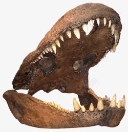 恐龙牙齿骨胳素材