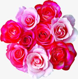团簇团簇玫瑰花花束高清图片