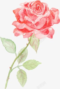 水彩花朵玫瑰植物素材