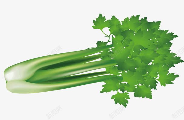 一把芹菜png免抠素材_新图网 https://ixintu.com 水果蔬菜 矢量蔬菜 绿色蔬菜 芹菜 蔬菜 青菜 食物