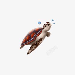 黄色龟壳海洋生物片高清图片