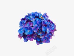 蓝紫色唯美花球素材