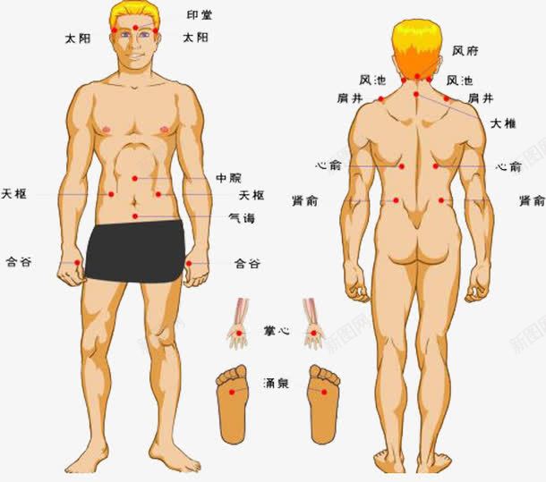 主要穴位png免抠素材_新图网 https://ixintu.com 主要 人体正面 和背面的 穴位