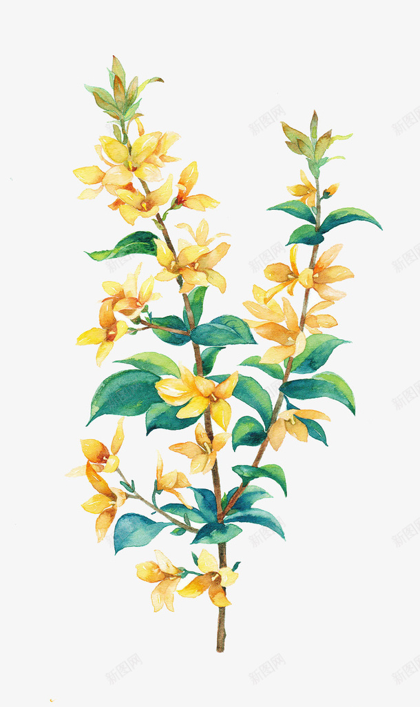 唯美手绘鲜花png免抠素材_新图网 https://ixintu.com 卡通 手绘 手绘插画 插画 花卉 鲜花