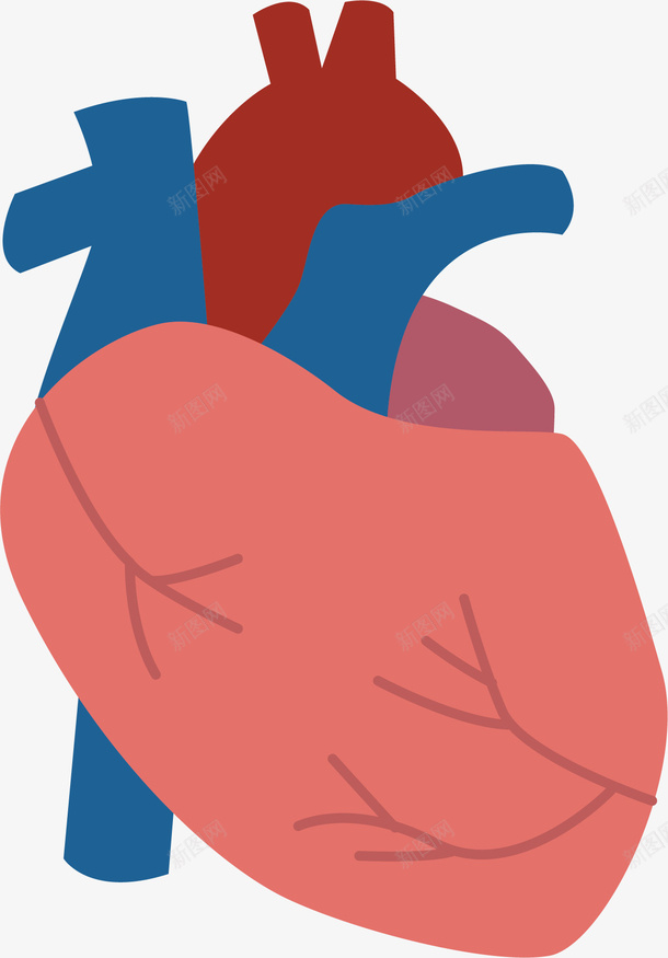 彩色心脏png免抠素材_新图网 https://ixintu.com 人体器官 医学 卡通装饰 心脏 扁平化 矢量图案