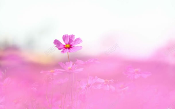 粉色可爱小花背景