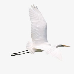 中秋节多图层天鹅素材