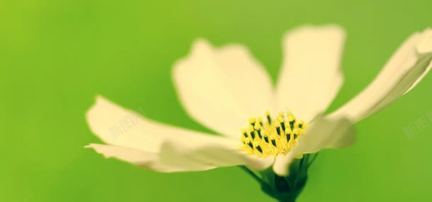 鲜花花朵植物背景jpg设计背景_新图网 https://ixintu.com 植物 背景 花朵 鲜花