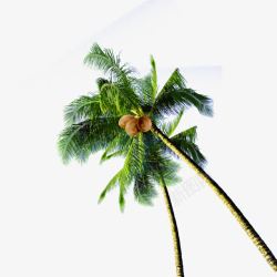 创意合成摄影绿色的椰子树素材