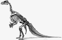 恐龙骨骼素材恐龙骨骼高清图片