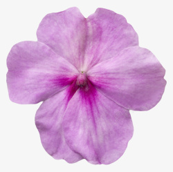 一朵兰花紫色有观赏性蝴蝶兰一朵大花实物高清图片