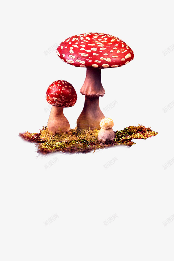 蘑菇图png免抠素材_新图网 https://ixintu.com 红菇 红蘑菇 红蘑菇图 蘑菇 蘑菇图