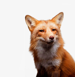 棕色狐狸狐狸高清图片