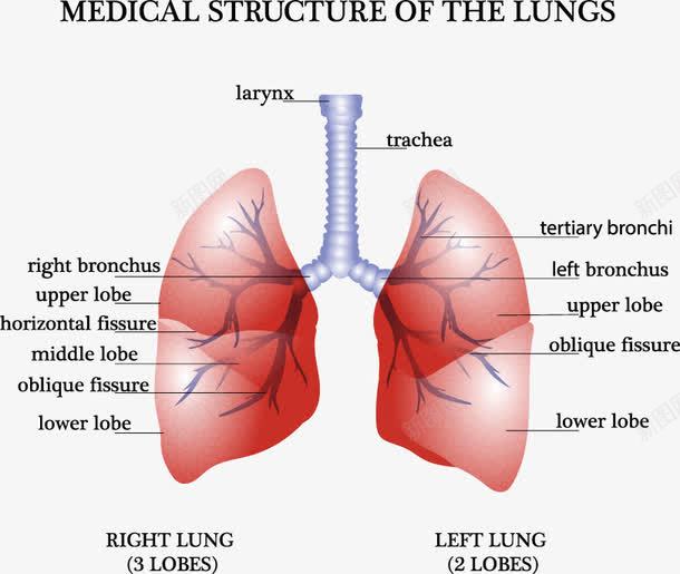 装饰肺部分析图png免抠素材_新图网 https://ixintu.com 人体器官研究 健康 医学 数据分析 装饰