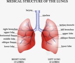 数据人体装饰肺部分析图高清图片