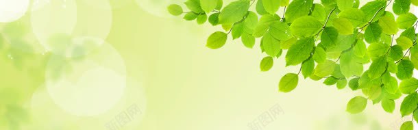绿色树叶背景图jpg设计背景_新图网 https://ixintu.com 树叶 绿色