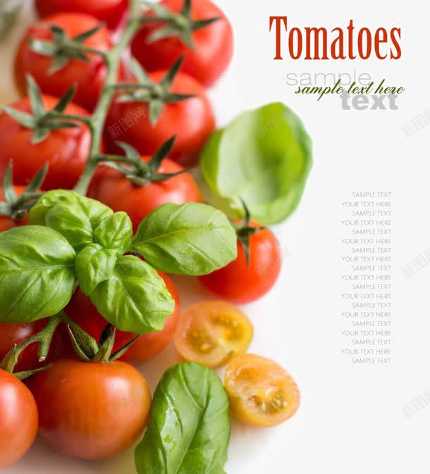 新鲜的小番茄png免抠素材_新图网 https://ixintu.com 新鲜番茄 新鲜的小番茄 新鲜蔬菜 水果蔬菜 番茄 蔬菜摄影 西红柿