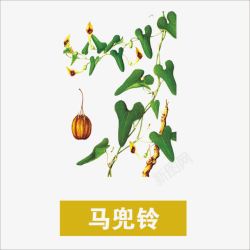 马兜铃素材