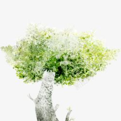 光秃秃的白桦树水彩白桦树高清图片