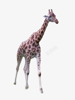 站立的长颈鹿正面站立的长颈鹿高清图片